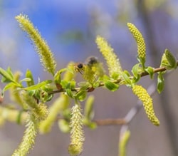 Holly Springs, North Carolina